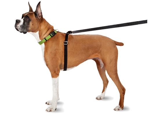 thunderleash retractable dog leash